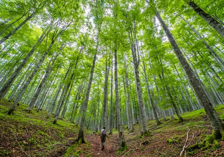 Foresta del Cansiglio