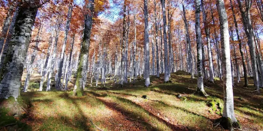 col-indes-dolomiti